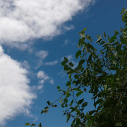 freetoedit tree raspberry leaf sky