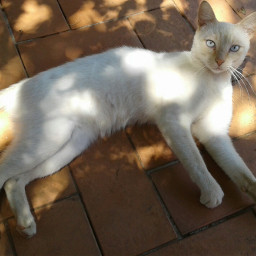 freetoedit cat lights shadows blueeyes