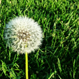 freetoedit dandelion fuzzy green grass