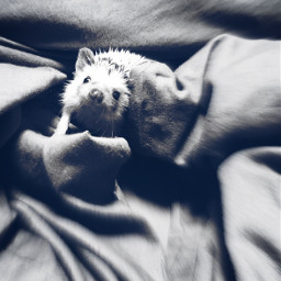 hegehog cute animal blackandwhite