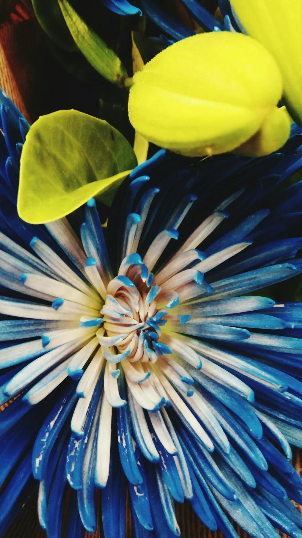 Blue
#Blueflowers#naturallightphotography #uneditedphotography #closeupphotography#Nature#floraphotography#Flowers#naturephotography #naturelover