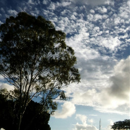 cloudsandsky shillhouette tree blueskys fullframephotography